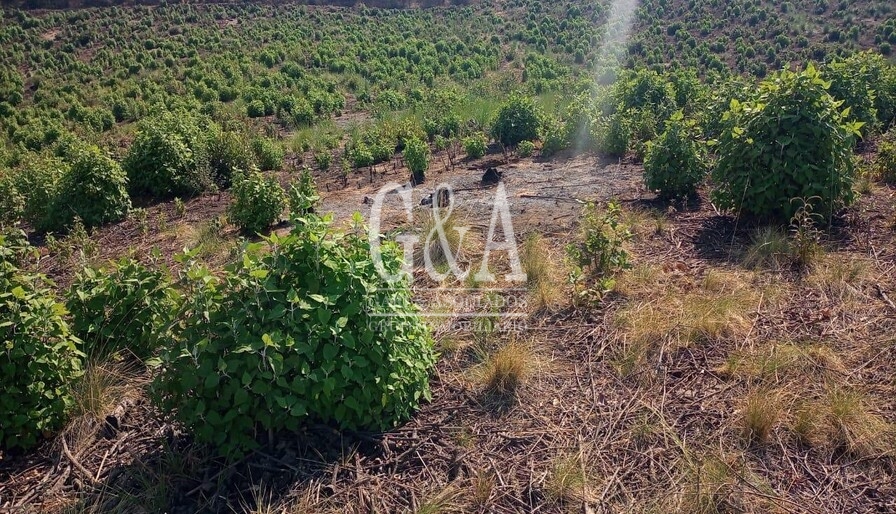 48 Hectáreas en Zacapu, Michoacán